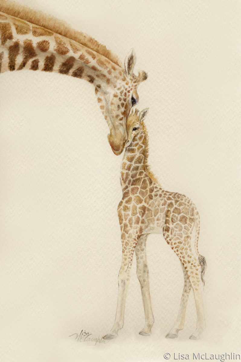 Mother And Baby Giraffe Drawing
