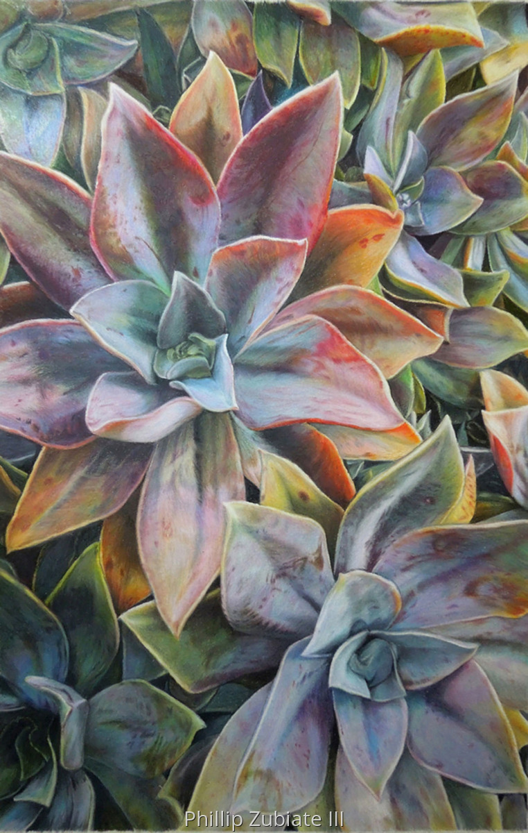 Academic Realism Colored pencil Drawings Malibu Succulents by Phillip