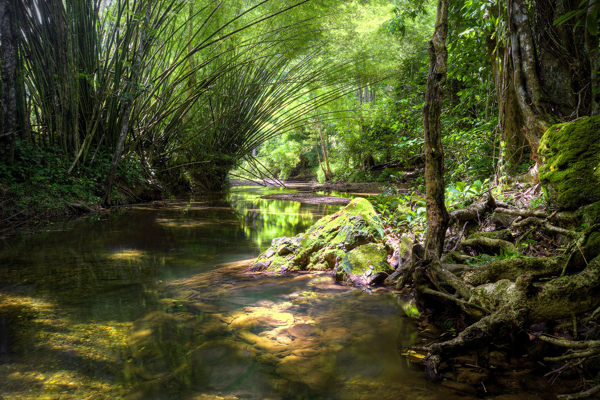 Bamboo River