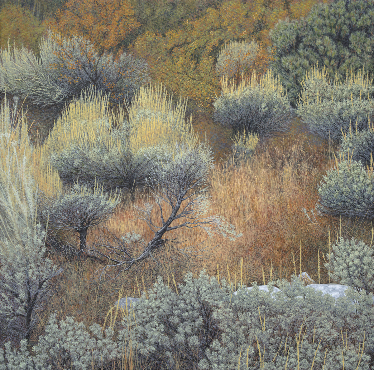 Painting "Flowering Sagebrush" (Original art by Robert MacDonald)