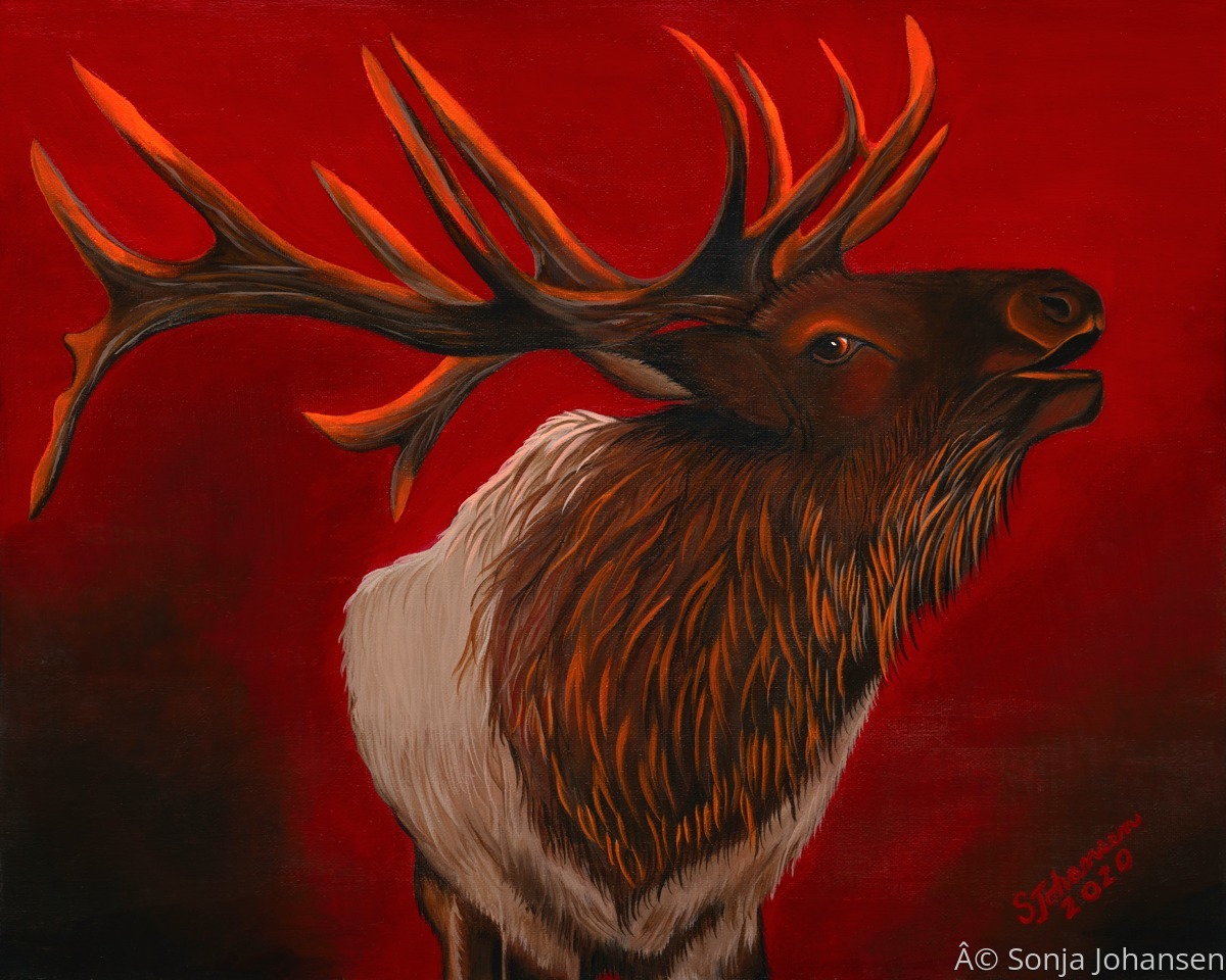 "Elk Bugle" (Original art by Sonja Johansen Art)