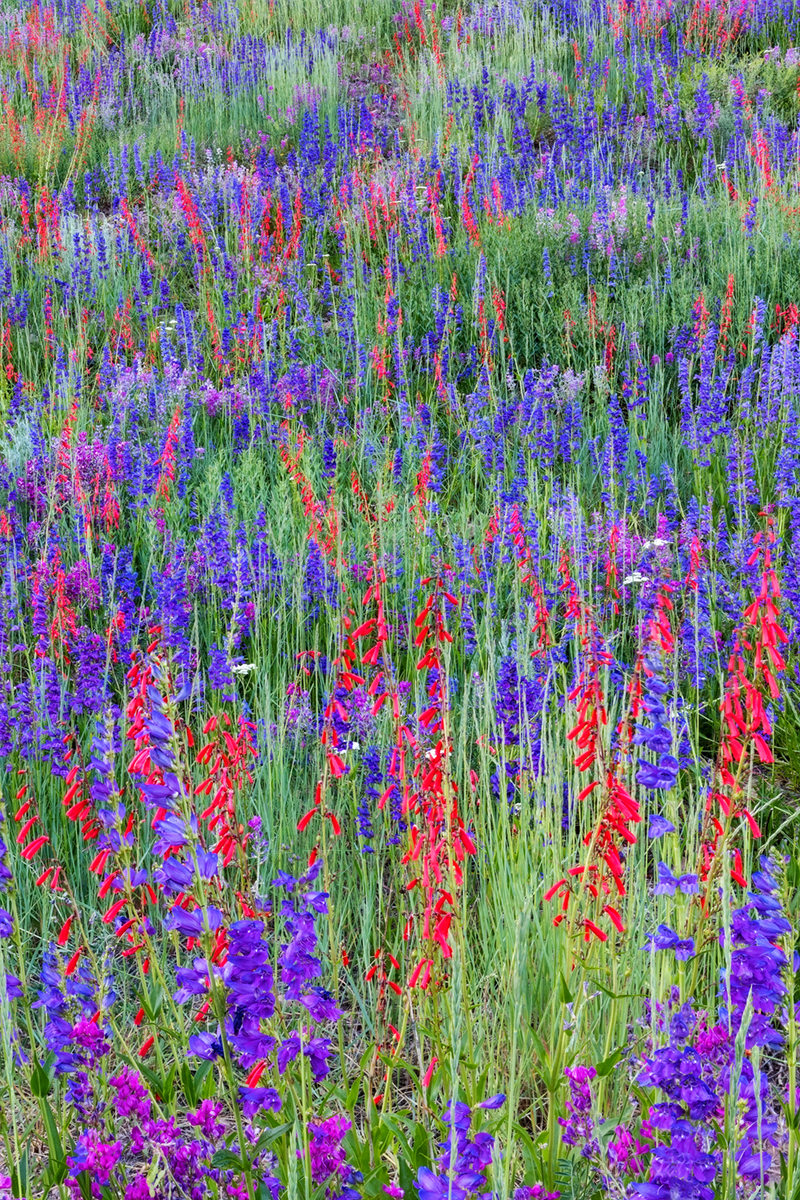 "Telluride Flowers" (Original art by Farnsworth Scenics)