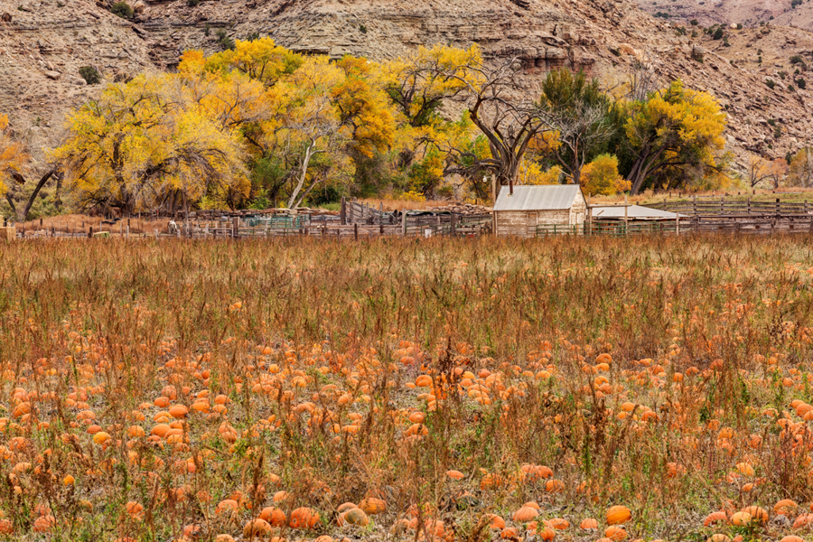 "Escalante Pumpkin Farm" (Original art by Farnsworth Scenics)