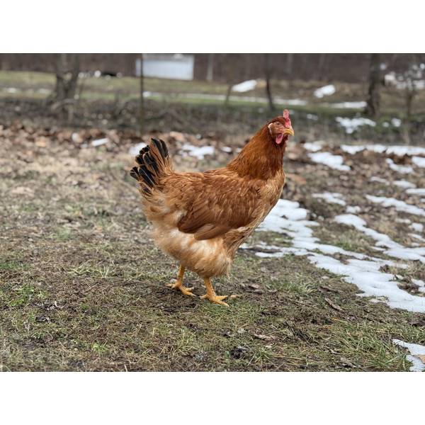 Cackle Hatchery New Hampshire Pullet Chicken (Female) 120F Blain's