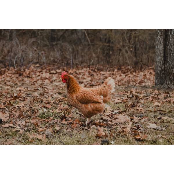 Cackle Hatchery Golden Comet Pullet Chicken (Female) 106F Blain's