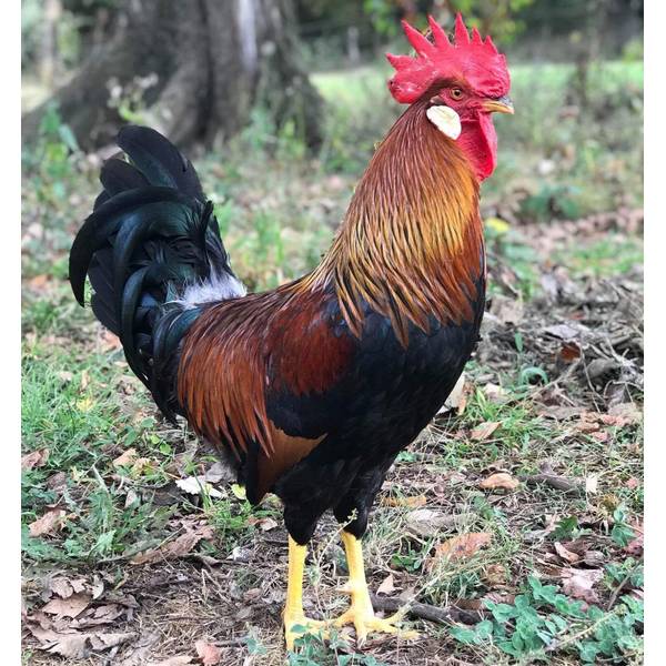 Cackle Hatchery Brown Leghorn Chicken Straight Run (Male and Female