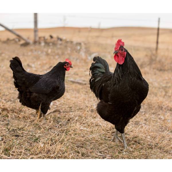 Cackle Hatchery Black Jersey Giant Chicken Straight Run (Male and