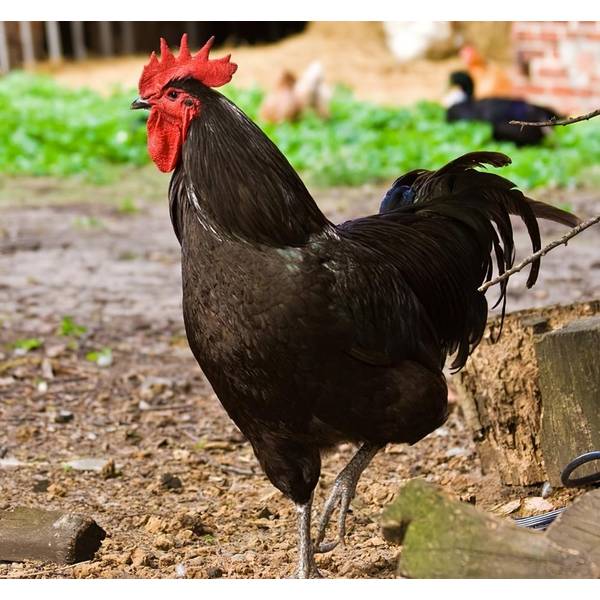 Cackle Hatchery Black Jersey Giant Cockerel Chicken (Male) 122M Blain's Farm & Fleet