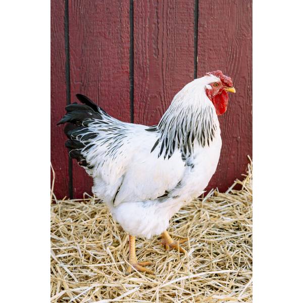Cackle Hatchery Columbian Wyandotte Pullet Chicken (Female) 119F