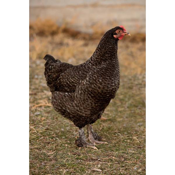 Cackle Hatchery Cuckoo Maran Pullet Chicken (Female) 133F Blain's
