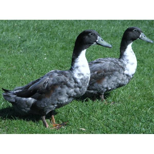 Cackle Hatchery Blue Swedish Duck Straight Run (Male and Female) 707S Blain's Farm & Fleet