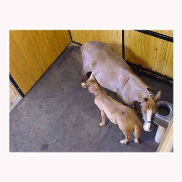 Humane Rubber Interlocking Horse Stall Mat, 10 x 10 x 3/4 MAR101075
