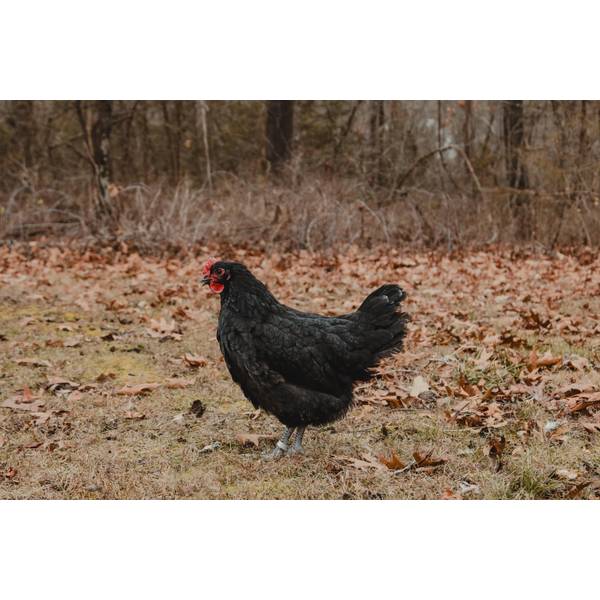 Cackle Hatchery Black Australorp Pullet Chicken (Female) 107F Blain