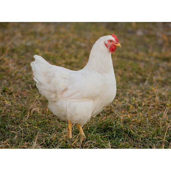 Cackle Hatchery White Rock Pullet Chicken (Female) 121F Blain's