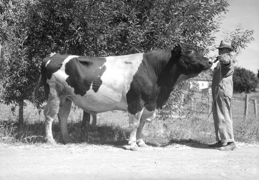 Holstein bull. University of Idaho. [20546] University of Idaho Campus Photographs Collection
