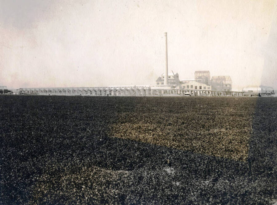 Sugar beet plant. Twin Falls, Idaho. Idaho Cities and Towns Collection