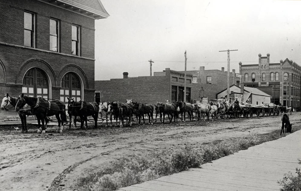 Twenty horses pulling three wagons used to haul wool Ott Historical