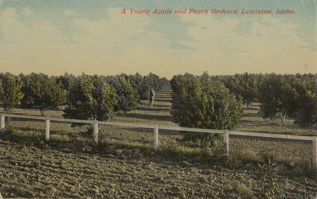 A young apple and peach orchard, Lewiston, Idaho. Northwest