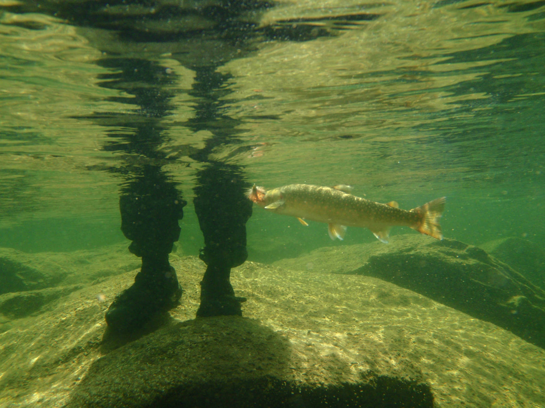 Bull trout The SelwayBitterroot Wilderness History Project