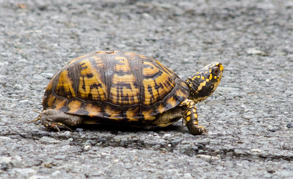 Maryland Biodiversity Project Eastern Box Turtle (Terrapene carolina)