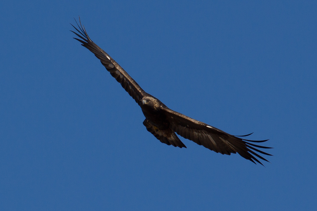 Maryland Biodiversity Project Golden Eagle (Aquila chrysaetos)