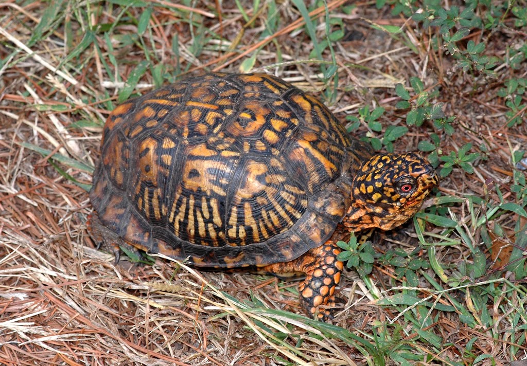Maryland Biodiversity Project Eastern Box Turtle (Terrapene carolina)