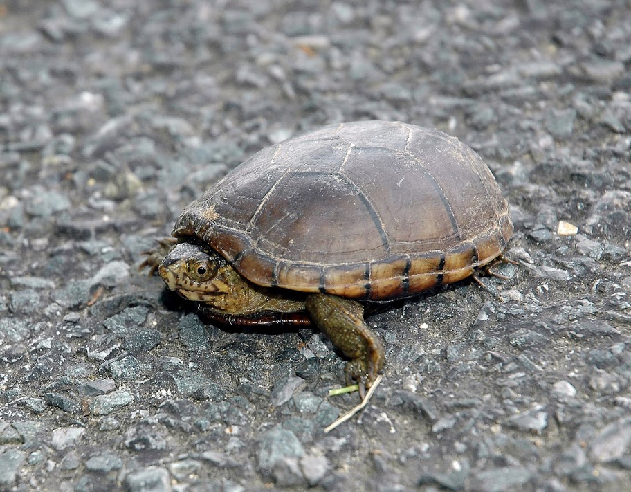 Maryland Biodiversity Project Eastern Mud Turtle (Kinosternon subrubrum)
