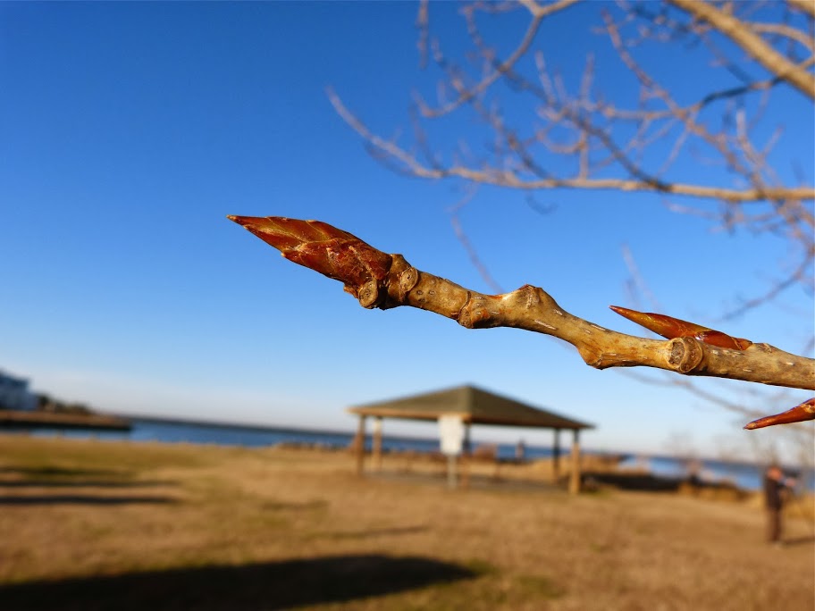 Maryland Biodiversity Project Eastern Cottonwood (Populus deltoides)