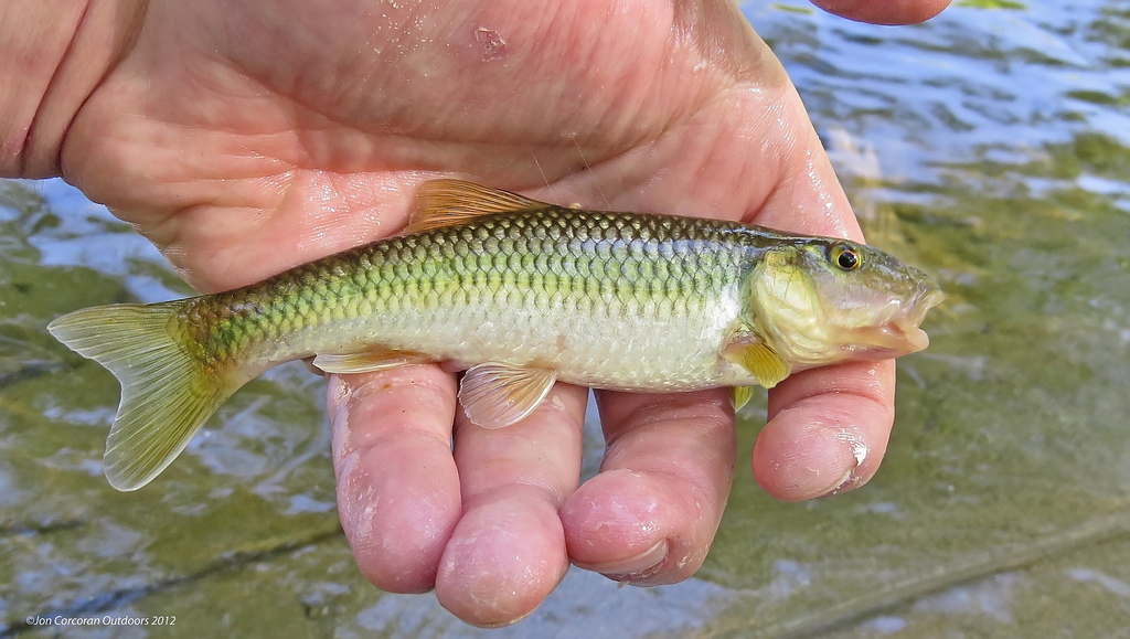 Maryland Biodiversity Project River Chub micropogon)