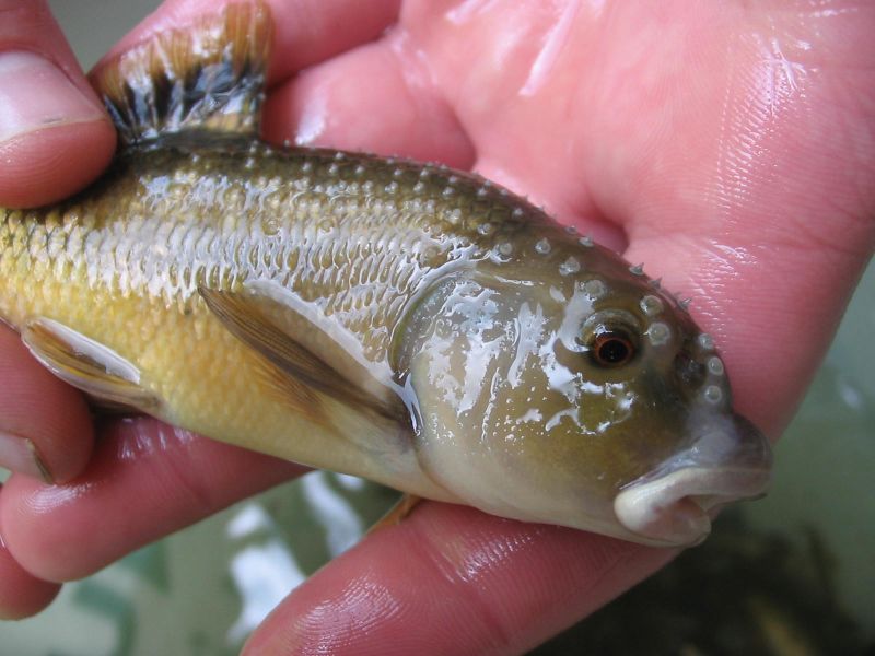 Maryland Biodiversity Project Central Stoneroller (Campostoma anomalum)