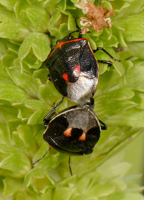 Maryland Biodiversity Project Twicestabbed Stink Bug (Cosmopepla