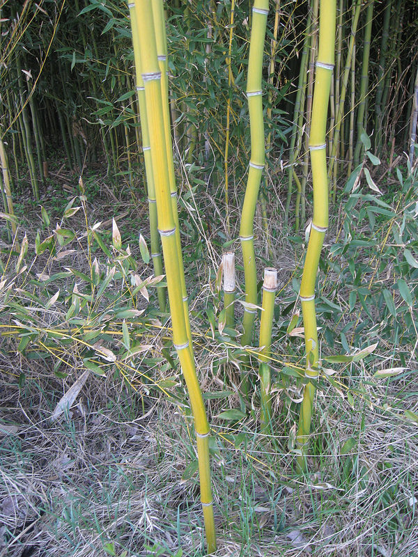 Maryland Biodiversity Project Yellow Groove Bamboo (Phyllostachys