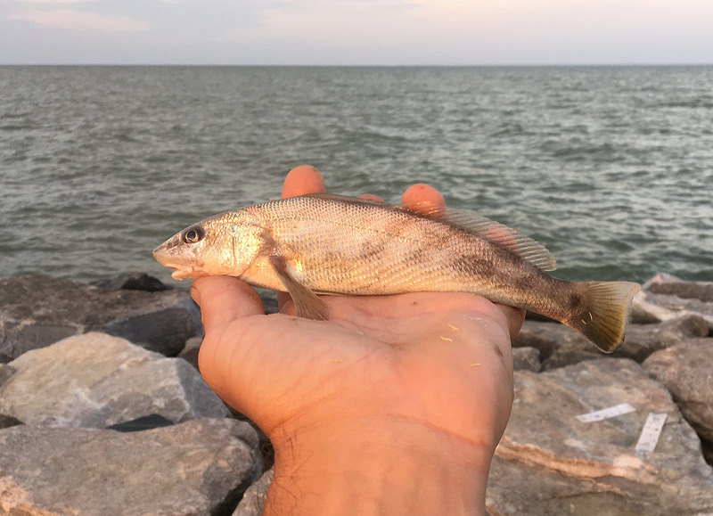 Maryland Biodiversity Project Southern Kingfish (Menticirrhus americanus)