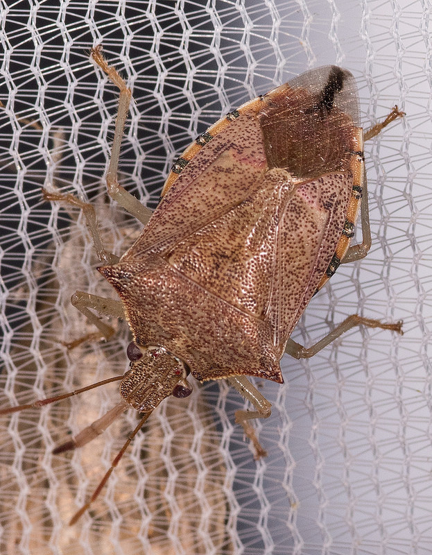 Maryland Biodiversity Project Spined Soldier Bug (Podisus maculiventris)
