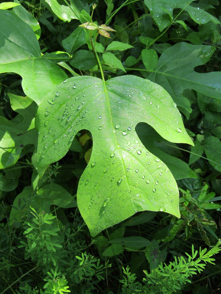 Maryland Biodiversity Project Tulip Poplar (Liriodendron tulipifera)