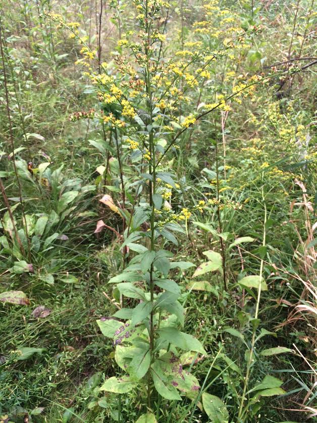 Maryland Biodiversity Project Roundleaved Goldenrod (Solidago patula