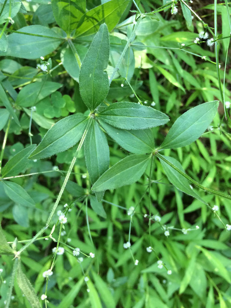 Maryland Biodiversity Project Licorice Bedstraw (Galium circaezans)