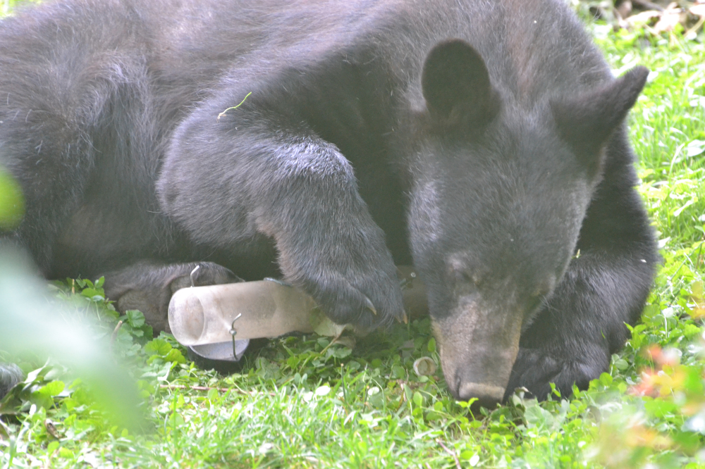 Maryland Biodiversity Project Black Bear (Ursus americanus)
