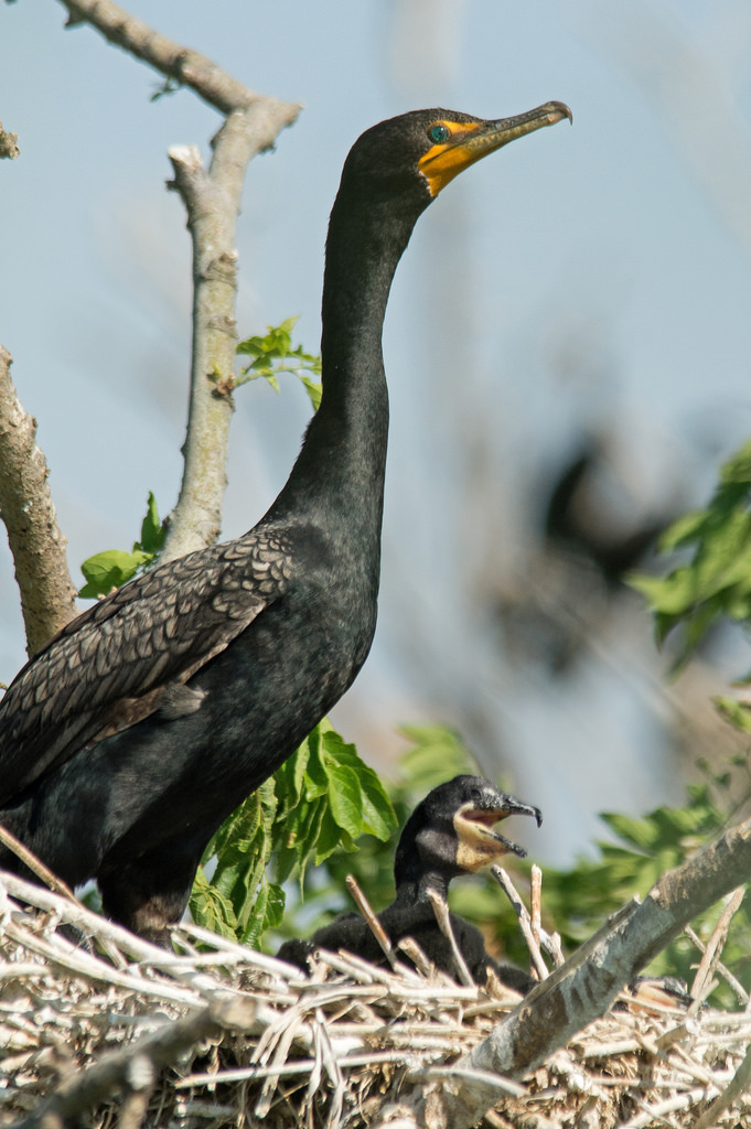 Maryland Biodiversity Project Doublecrested Cormorant (Phalacrocorax