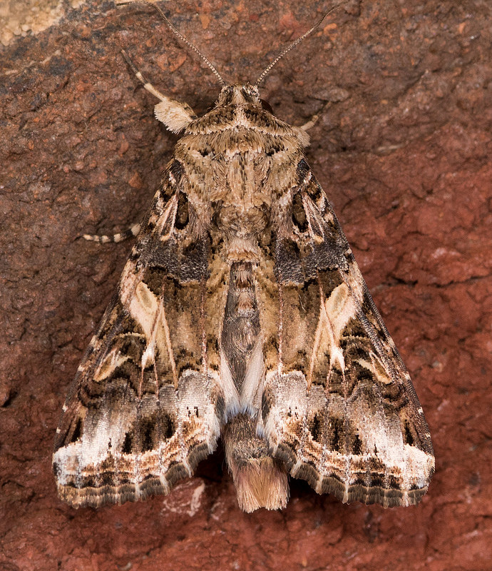 Maryland Biodiversity Project Yellowstriped Armyworm Moth