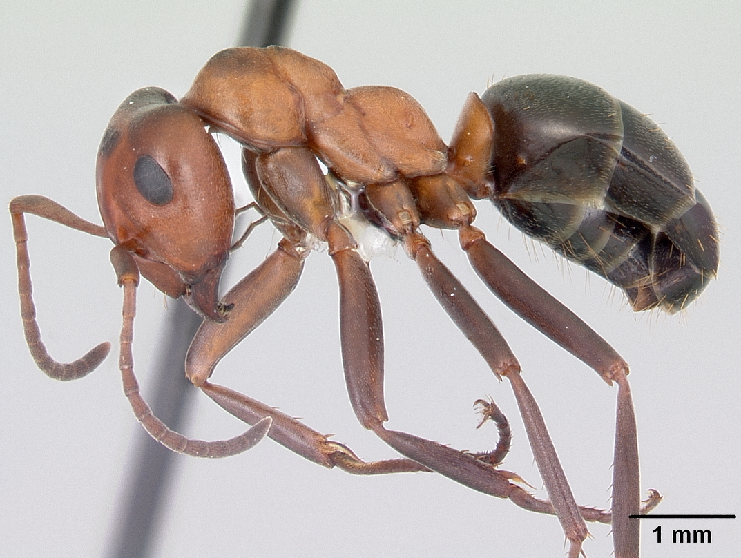 Maryland Biodiversity Project Allegheny Mound Ant (Formica exsectoides)