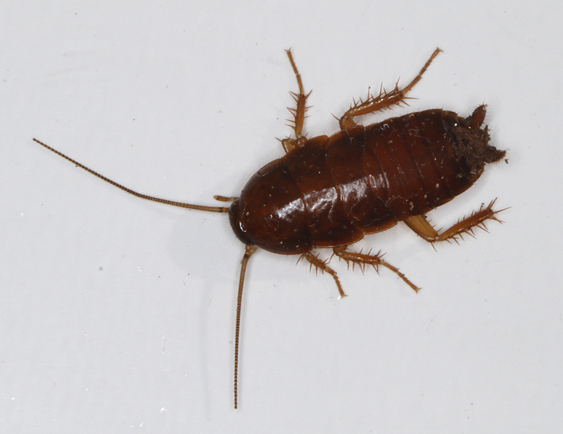 Maryland Biodiversity Project Virginia Wood Cockroach (Parcoblatta