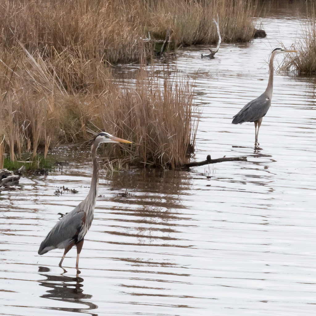 Maryland Biodiversity Project Great Blue Heron (Ardea herodias)
