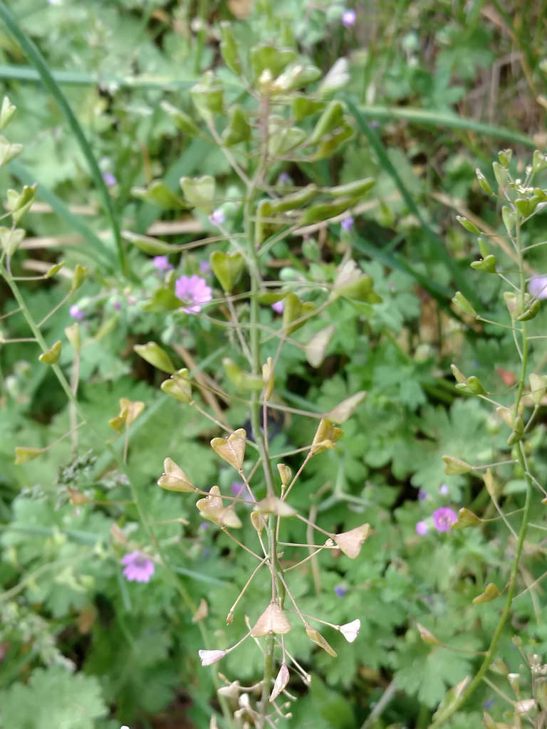 Maryland Biodiversity Project Shepherd's Purse (Capsella bursapastoris)