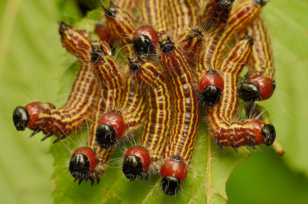 Maryland Biodiversity Project Yellownecked Caterpillar Moth (Datana