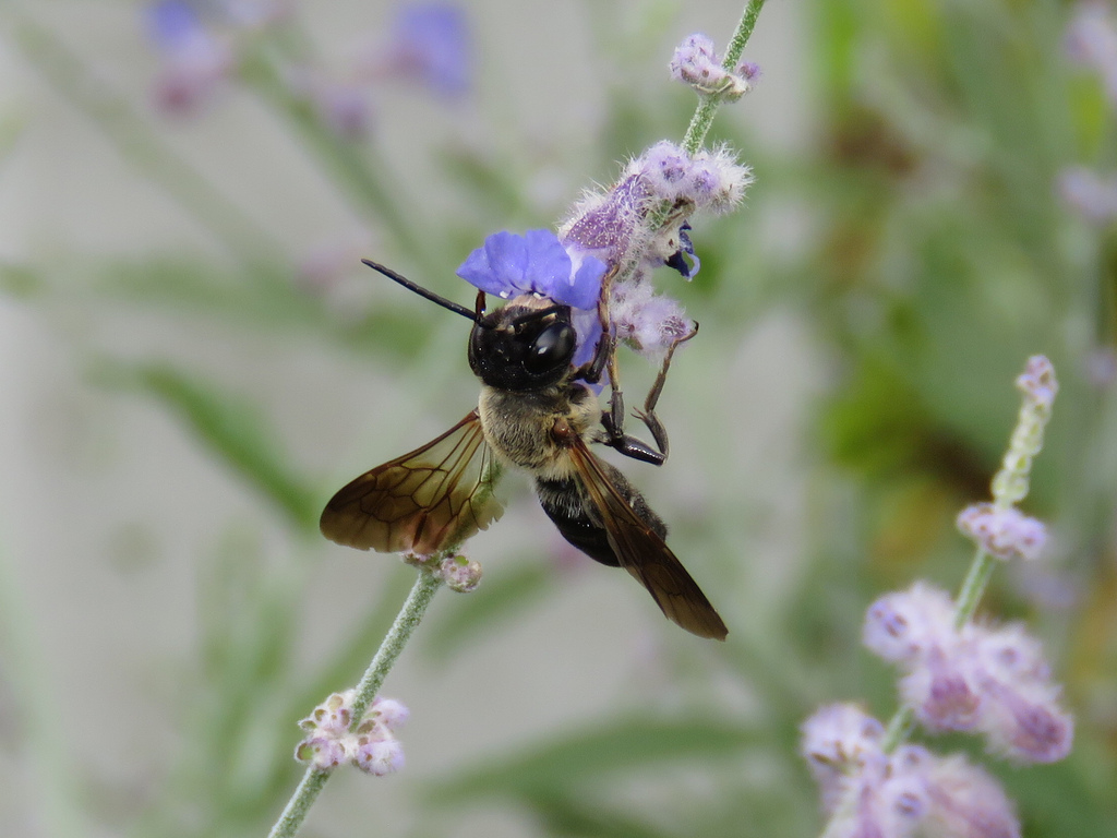 Maryland Biodiversity Project Giant Resin Bee (Megachile sculpturalis)