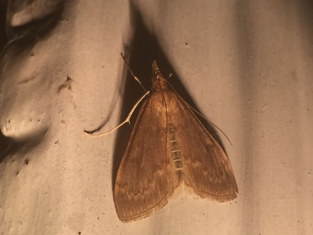 Maryland Biodiversity Project European Corn Borer Moth (Ostrinia