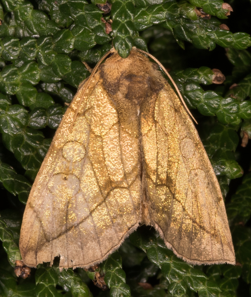 Maryland Biodiversity Project Gold Moth (Basilodes pepita)