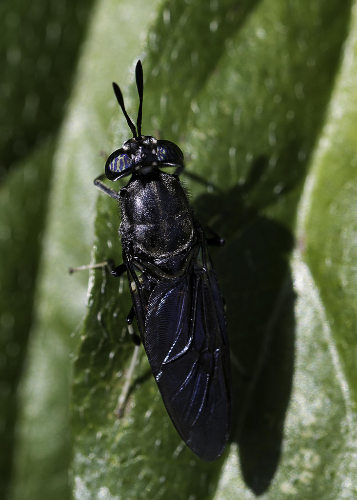 Maryland Biodiversity Project Black Soldier Fly (Hermetia illucens)