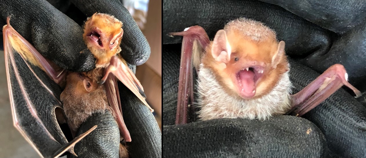 Maryland Biodiversity Project Eastern Red Bat (Lasiurus borealis)
